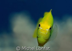 A Yellow "Demoiselle" in the Red Sea... by Michel Lonfat 